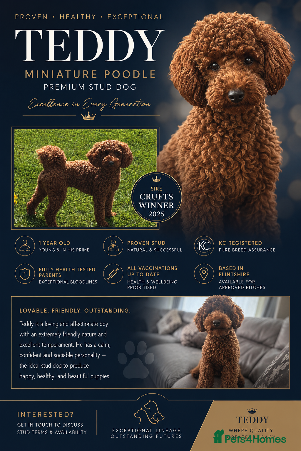 Miniature Poodle dogs KC Registered Miniature poodle stud available  - Advert 1
