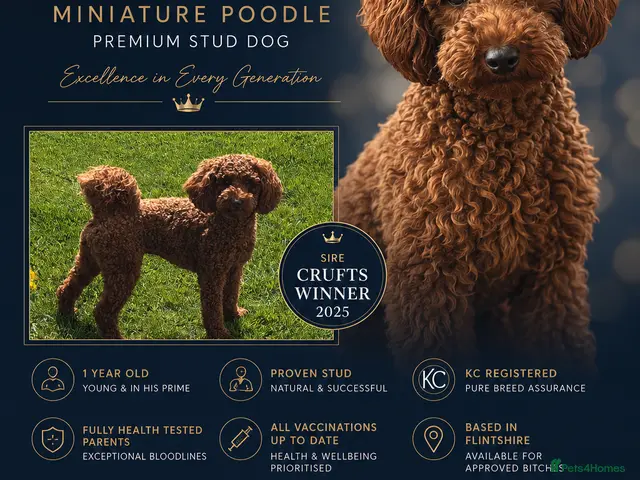 Miniature Poodle dogs for stud: KC Registered Miniature poodle stud available - Advert 1