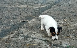 Jack Russell dogs for sale: Jack Russell Puppies  - Image 5