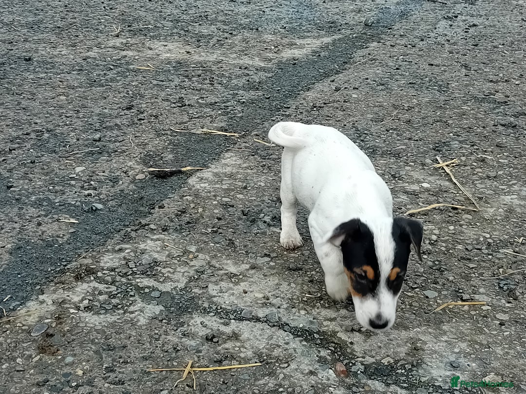 Jack Russell dogs for sale: Jack Russell Puppies  - Image 5