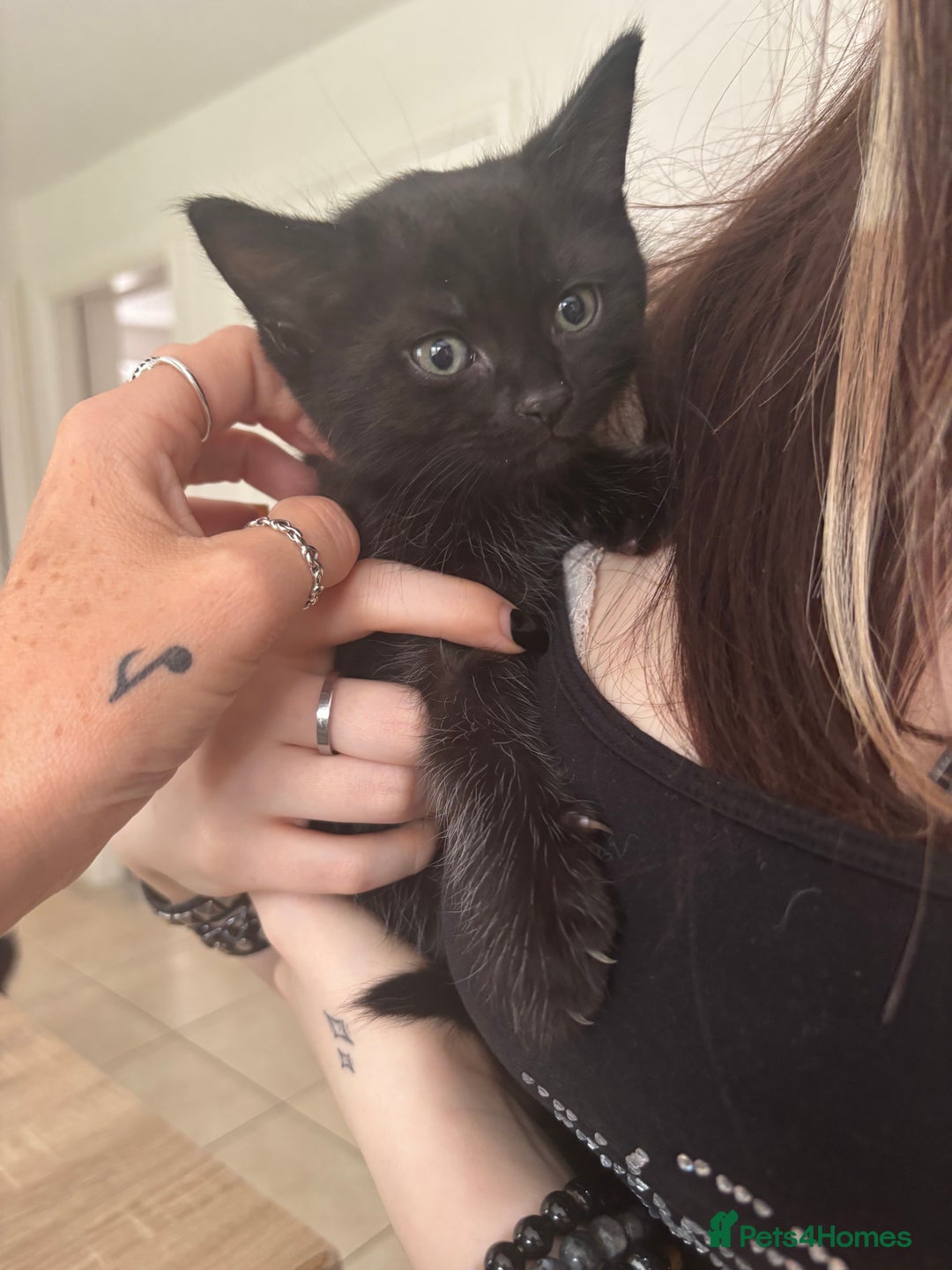 Mixed Breed cats for sale: 4 black fluff balls  - Image 15