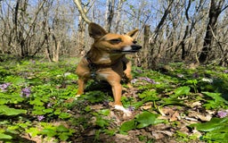 Mixed Breed dogs for adoption: 💖🐶 BARBIE 🐶💖 - Image 4