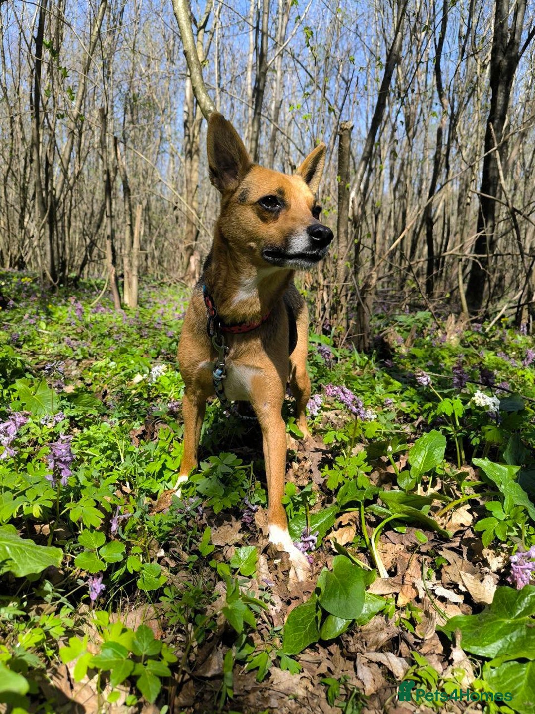 Mixed Breed dogs for adoption: 💖🐶 BARBIE 🐶💖 - Image 4
