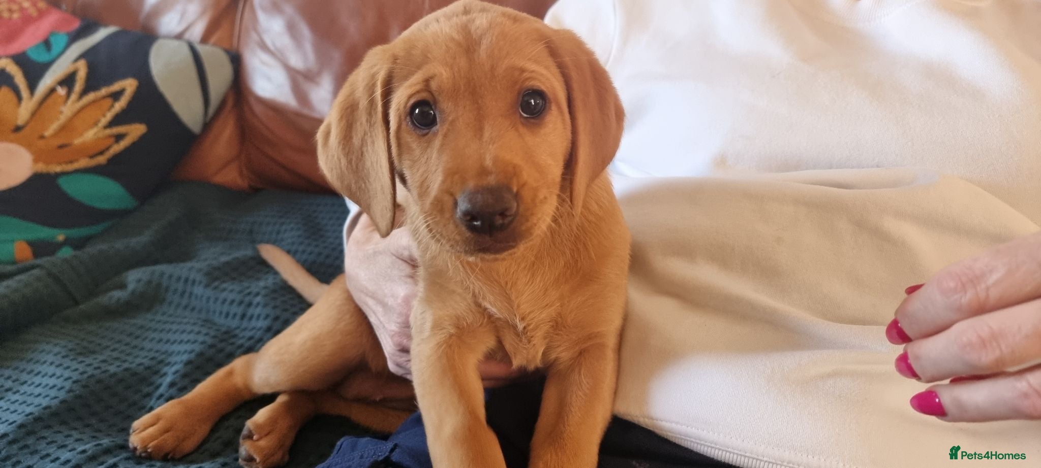 Labrador Retriever dogs Fox Red Labrador Retriever puppies - £1,200. - Advert 2