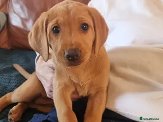 Labrador Retriever dogs Fox Red Labrador Retriever puppies - £1,200. - Advert 2