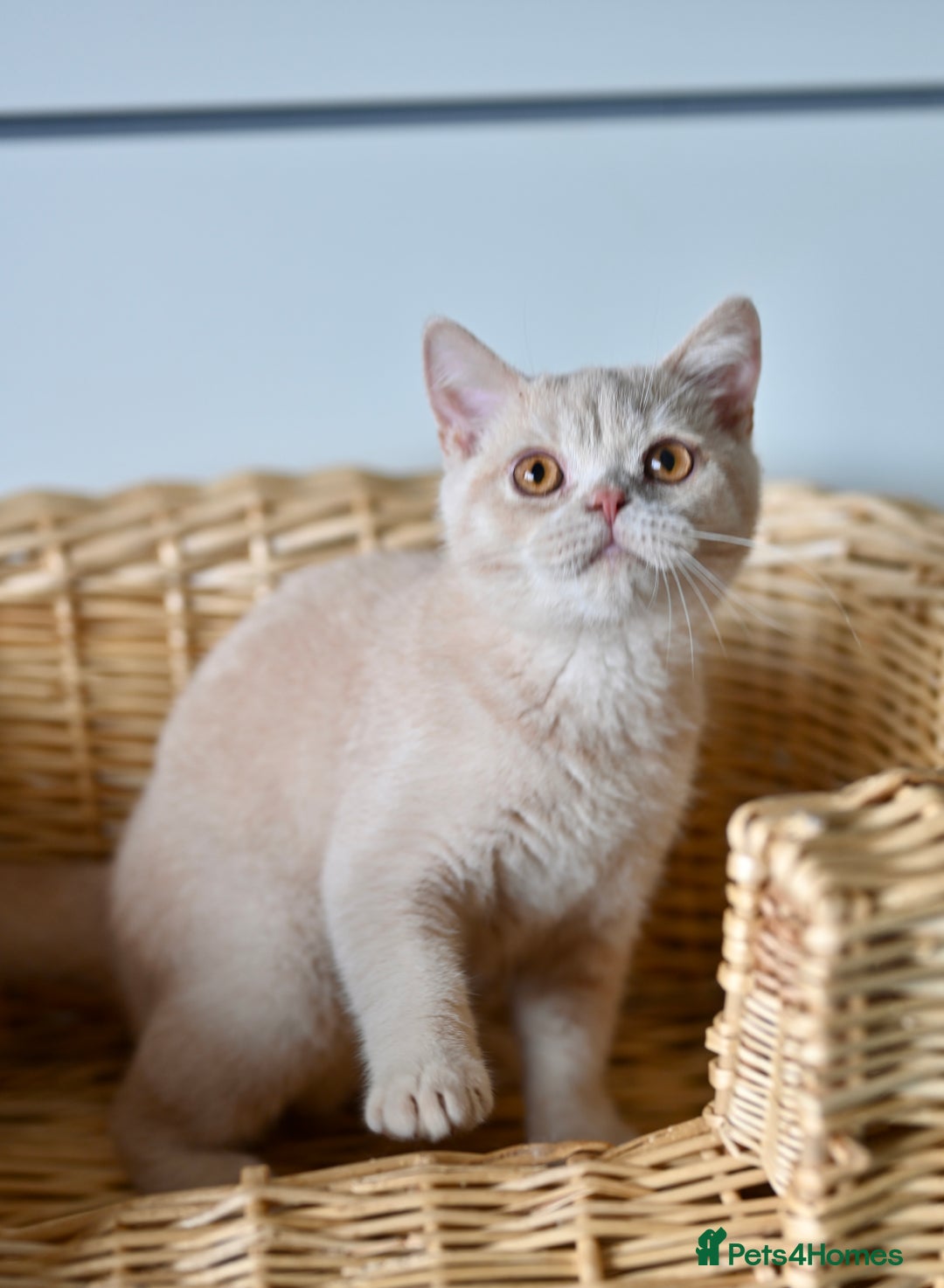 British Shorthair cats for sale: GCCF reg kittens looking for loving homes  - Image 19