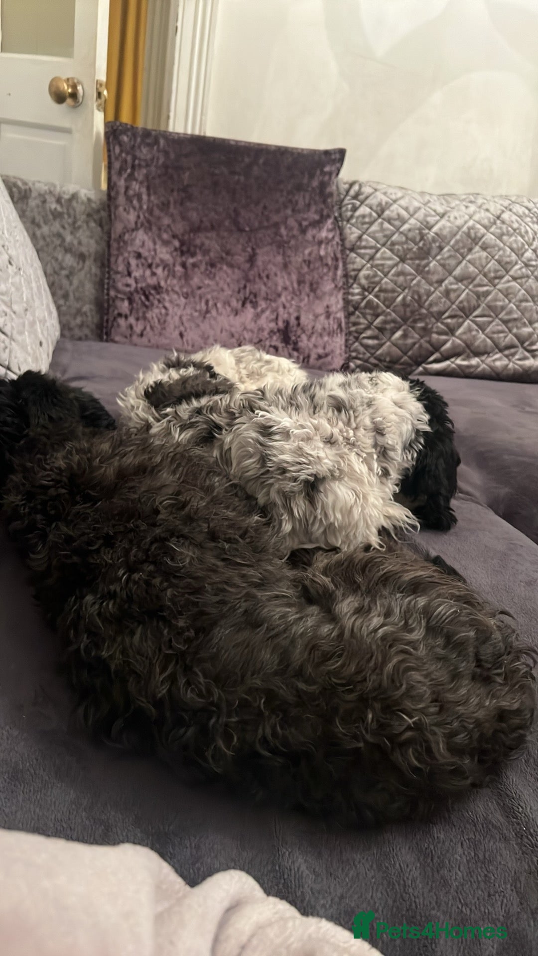 Mixed Breed dogs for sale: Dogs for rehoming  - Image 3