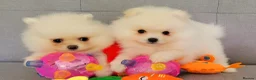 Pomeranian dogs for sale: Stunning KC Pomeranian Puppies for sale - Advert 15