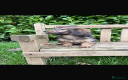 Mixed Breed dogs for sale: Dachshund x Jack pussell - Image 16