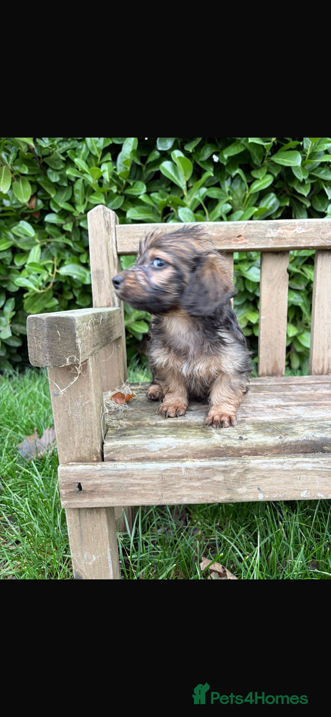 Mixed Breed dogs for sale: Dachshund x Jack pussell - Image 16