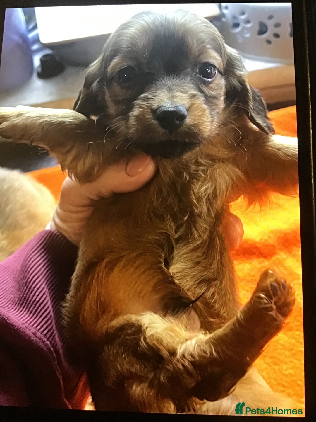 Miniature Dachshund dogs for sale: 2 boys remaining Long hair mini dachshund  - Advert 11