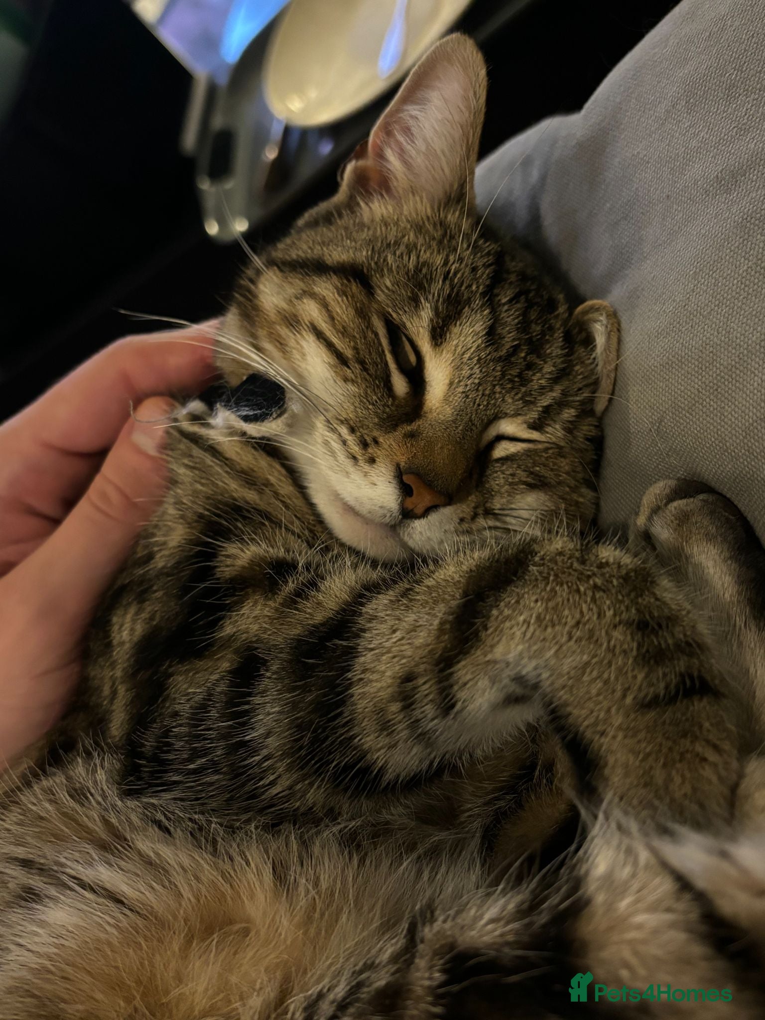 Domestic Shorthair cats Charlie: Loving Tabby Cat Seeking Forever Home - Advert 1
