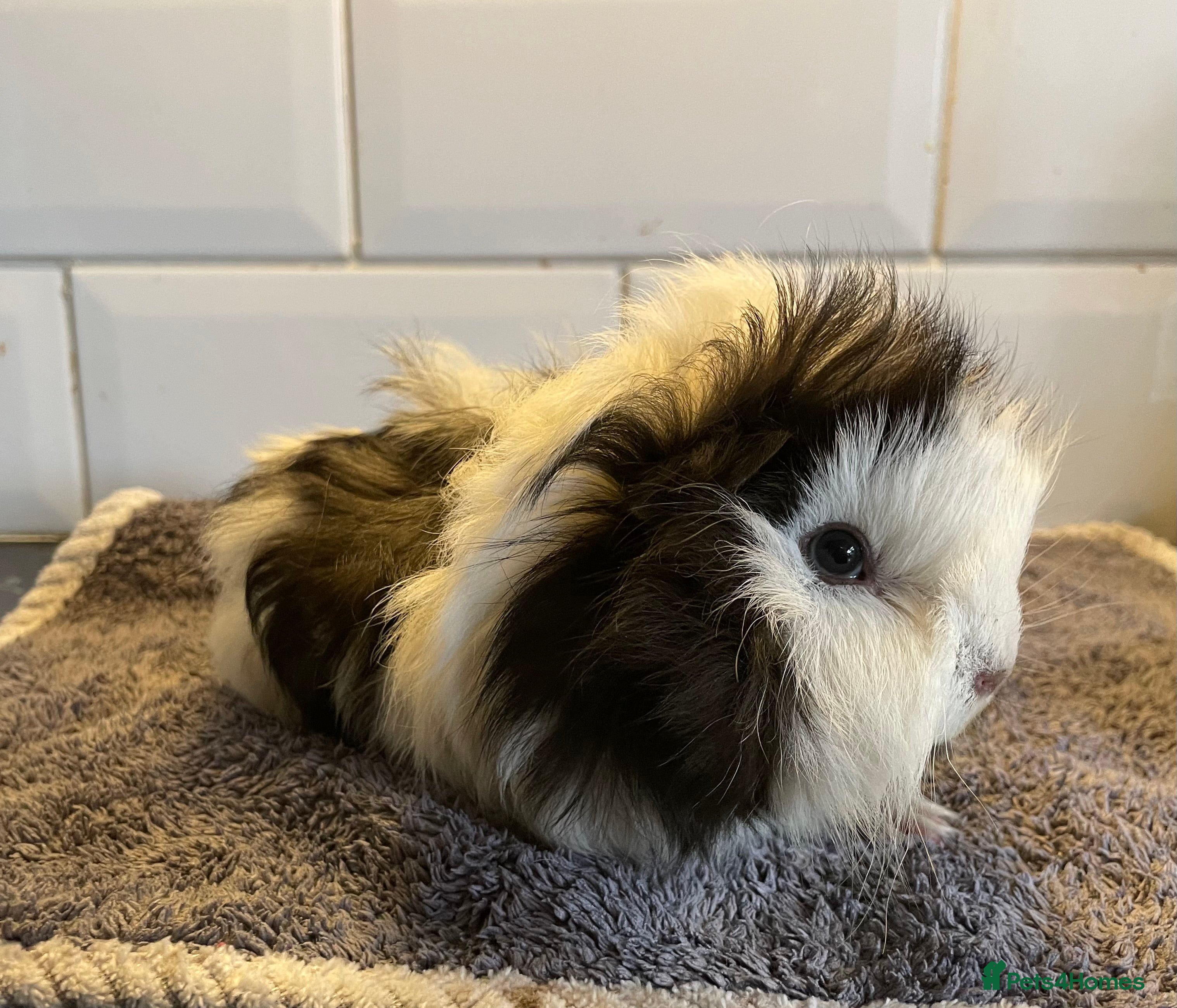 Guinea Pig rodents Baby boar guinea pig  - Advert 21