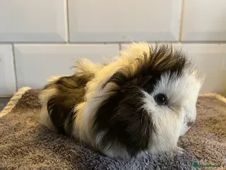 Guinea Pig rodents Baby boar guinea pig - Advert 21