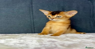 Abyssinian cats - Advert 5