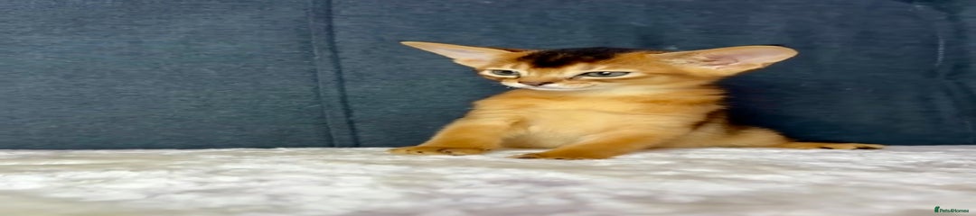 Abyssinian Kitten 5