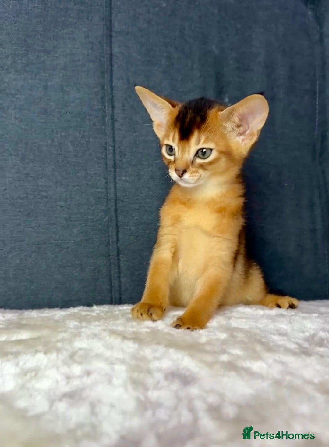 Abyssinian cats for sale: Stunning sorrel and usual Abyssinian kittens  - Image 3