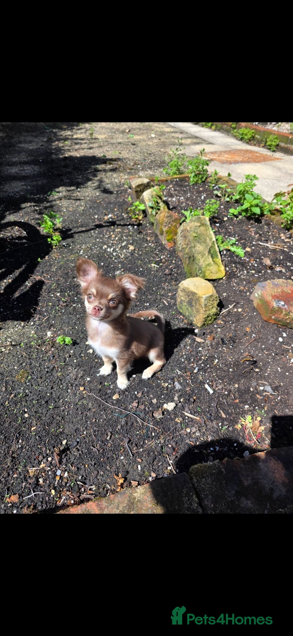Chihuahua dogs  Beautiful 6 month chihuahua boy need - Advert 1