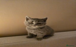 British Shorthair cats for sale: British shorthair  - Image 22