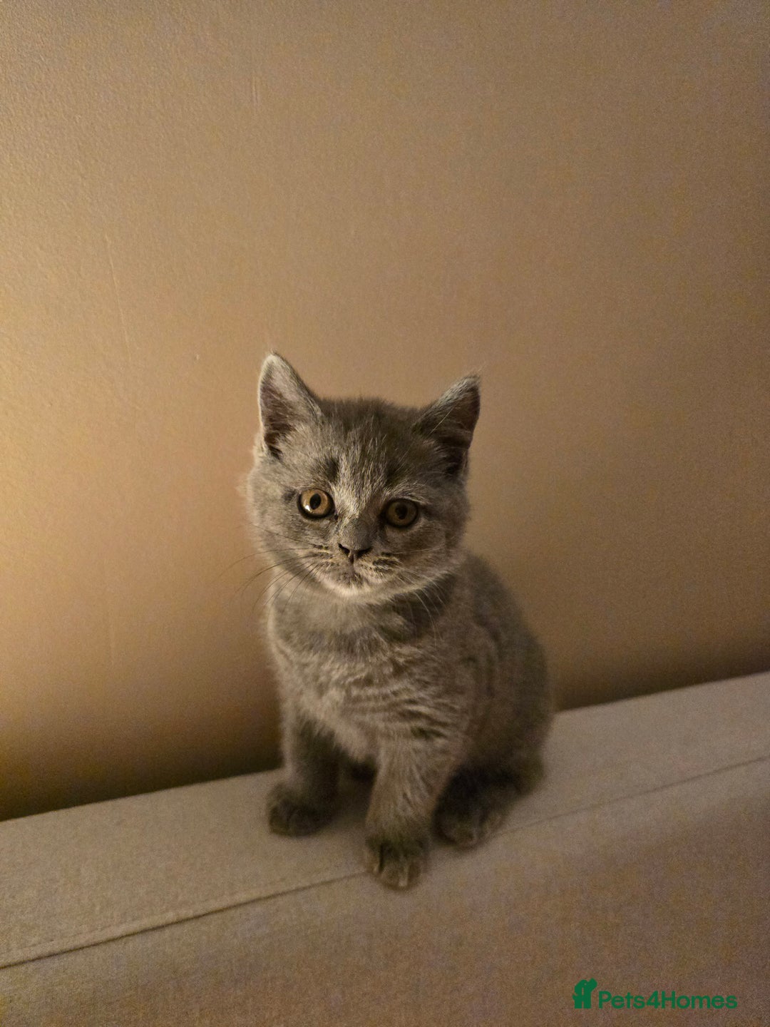 British Shorthair cats for sale: British shorthair  - Image 22
