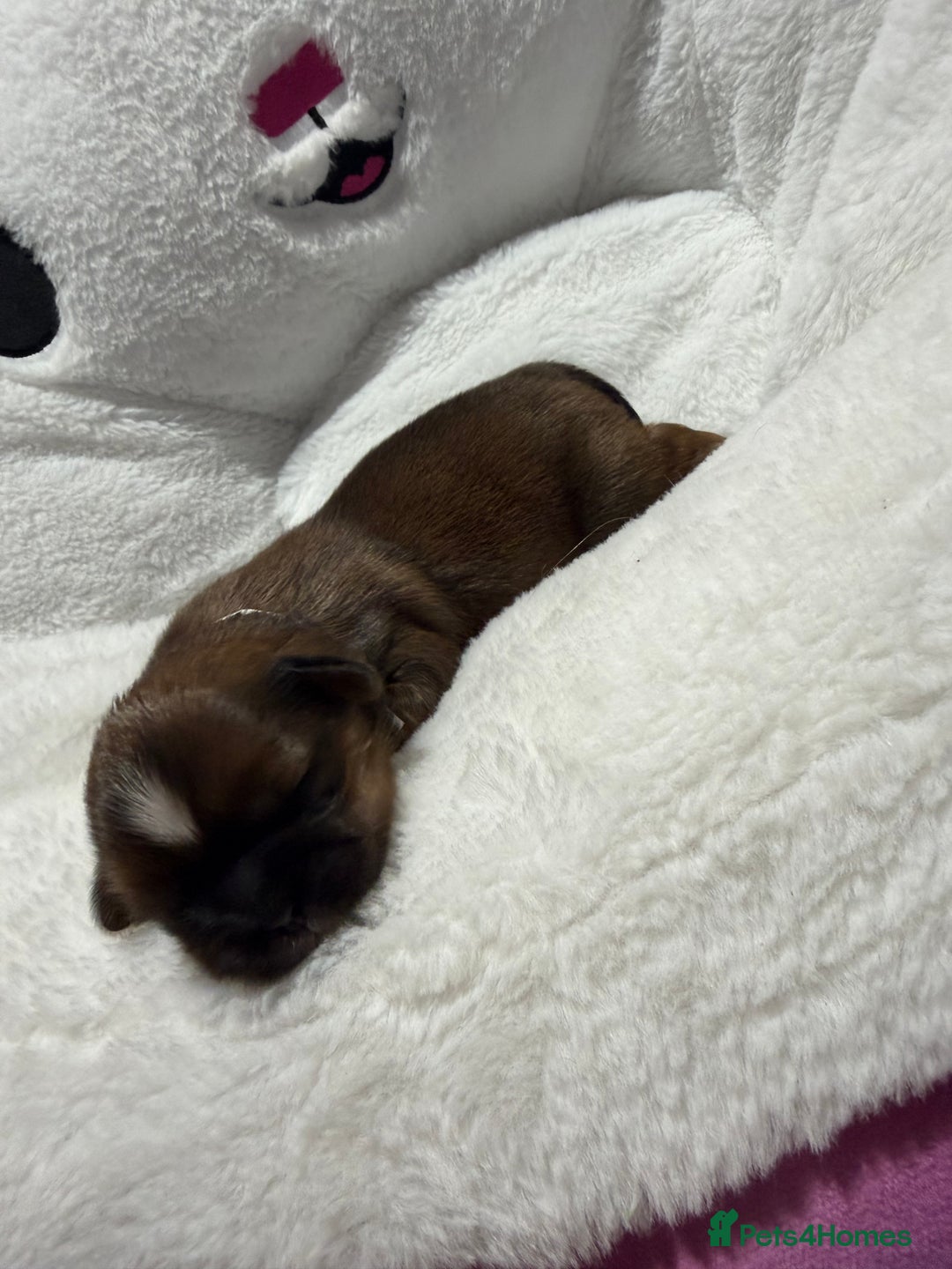 Shih Tzu dogs for sale: Shih Tzu puppy’s  - Advert 6