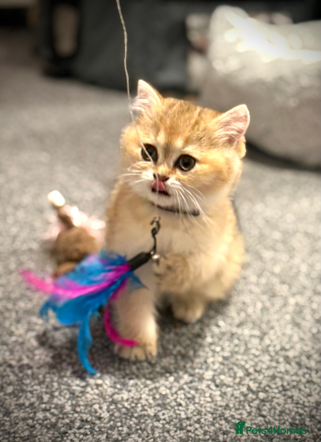 Scottish Fold cats for sale: 😻Pure breed Stunning Scottish straight angels 😻 - Image 15