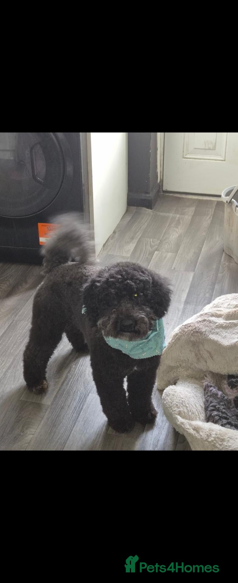 Miniature Poodle dogs Miniature poodle  - Advert 18