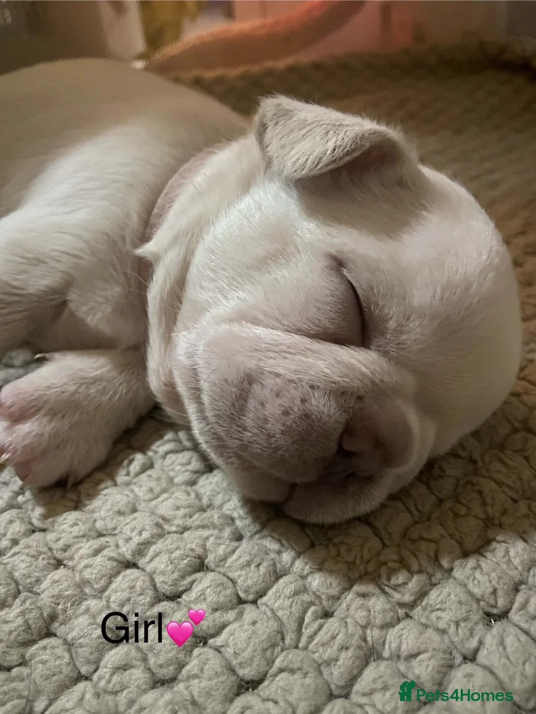 French Bulldog dogs for sale: French bulldog puppies - Advert 1