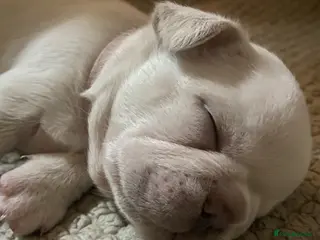 French Bulldog dogs French bulldog puppies - Advert 2