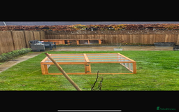 Continental Giant rabbits for sale: M&F Bonded Giant Cont Rabbits - Free To Good Home - Image 7