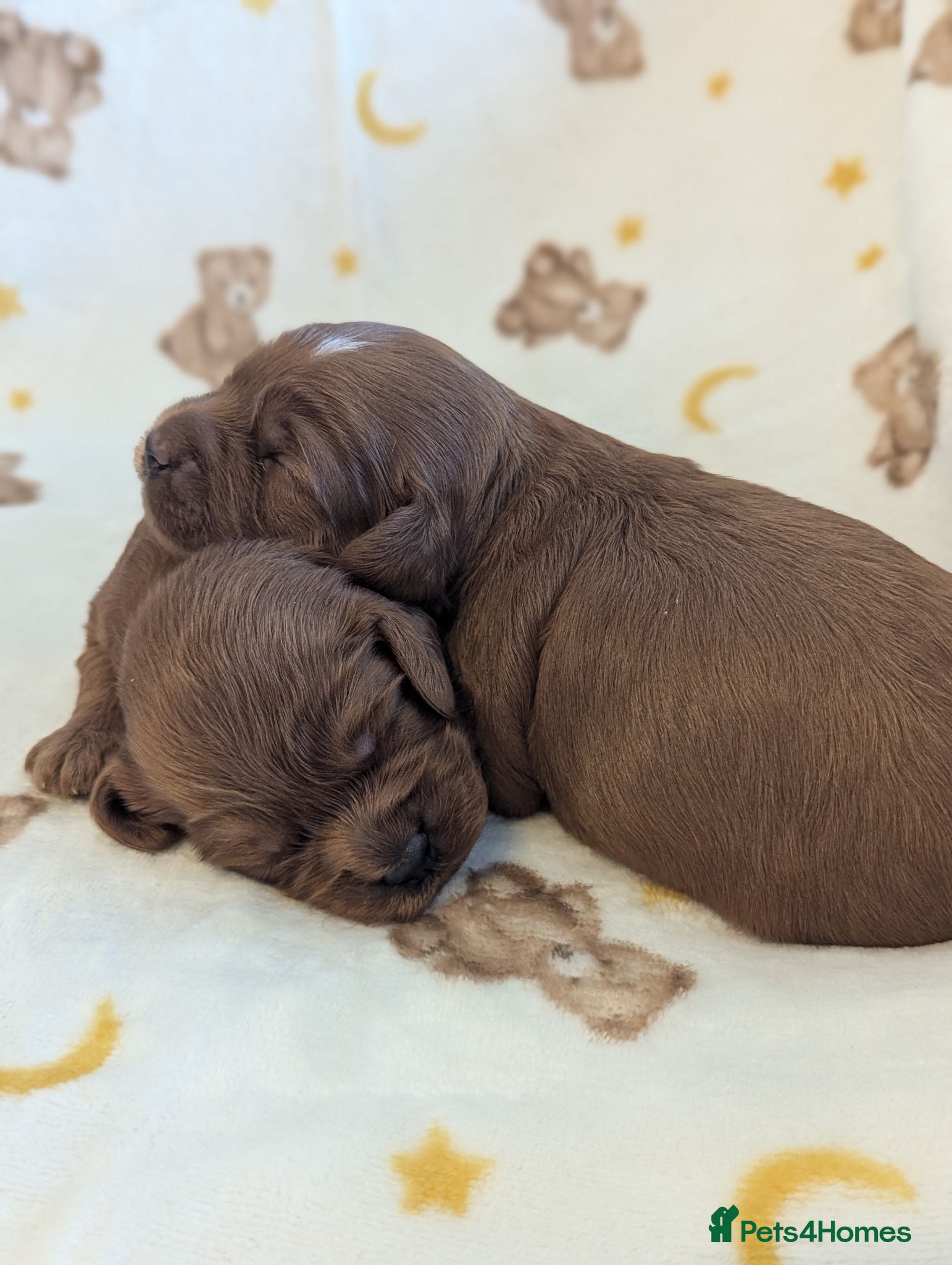 Cavapoo dogs Beautiful Red Cavapoo boys  - Advert 1