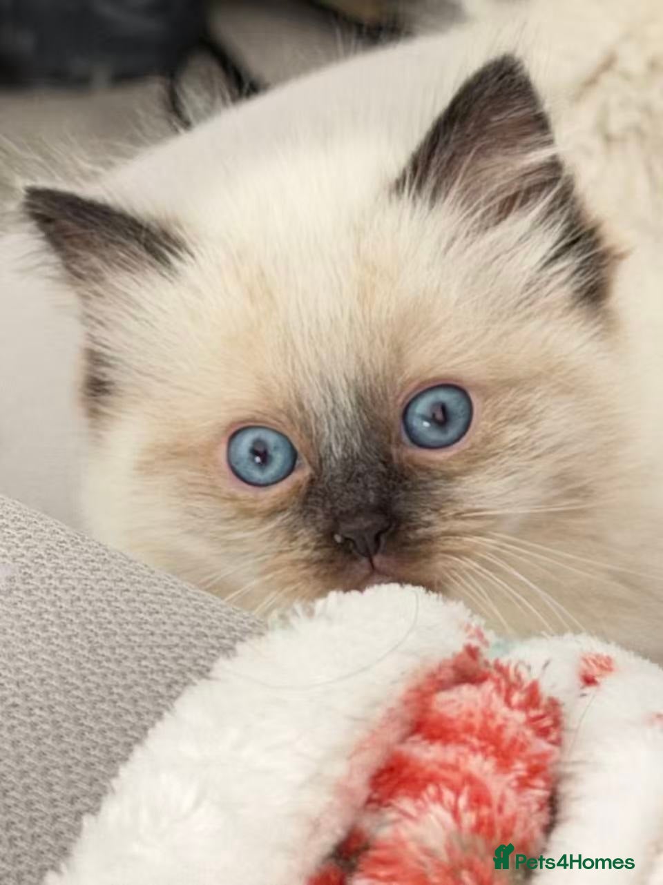 Ragdoll cats for sale: 🐾Stunning Ragdoll Kittens🧬DNA🏆ChampParents🐾 - Advert 5