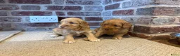 Cockapoo dogs for sale: Beautiful F1 Cockapoos in King's Lynn - Advert 7
