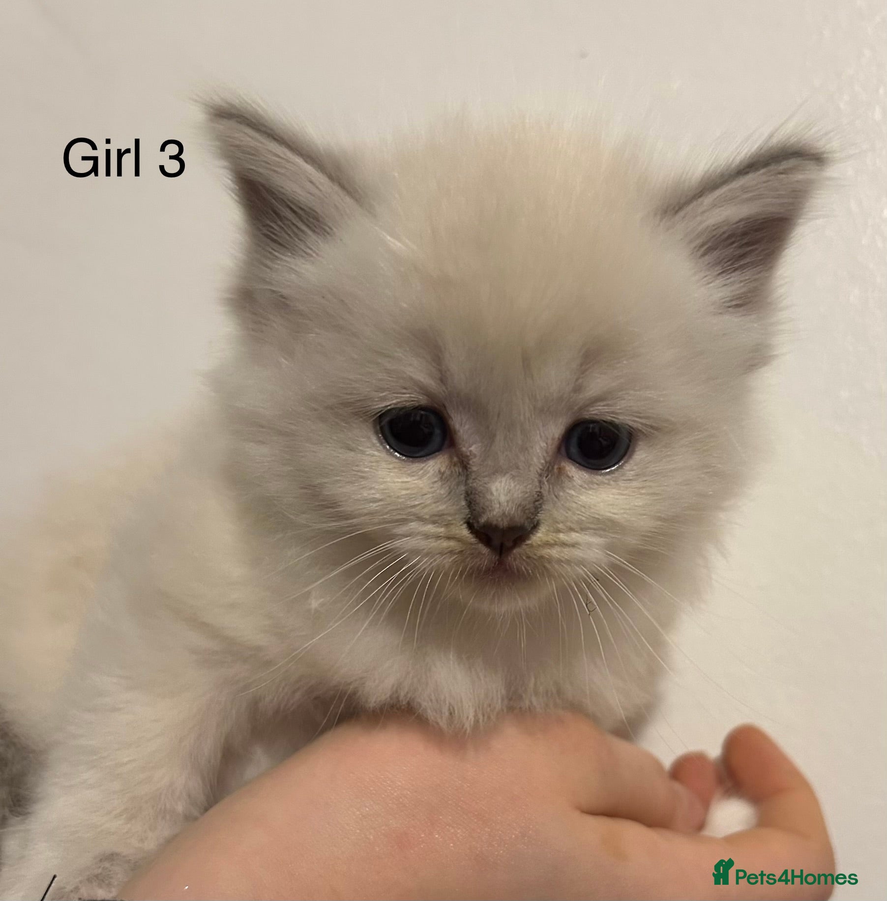 Ragdoll cats Seal Tabby Point & white Biocolour Ragdoll kittens - Advert 6