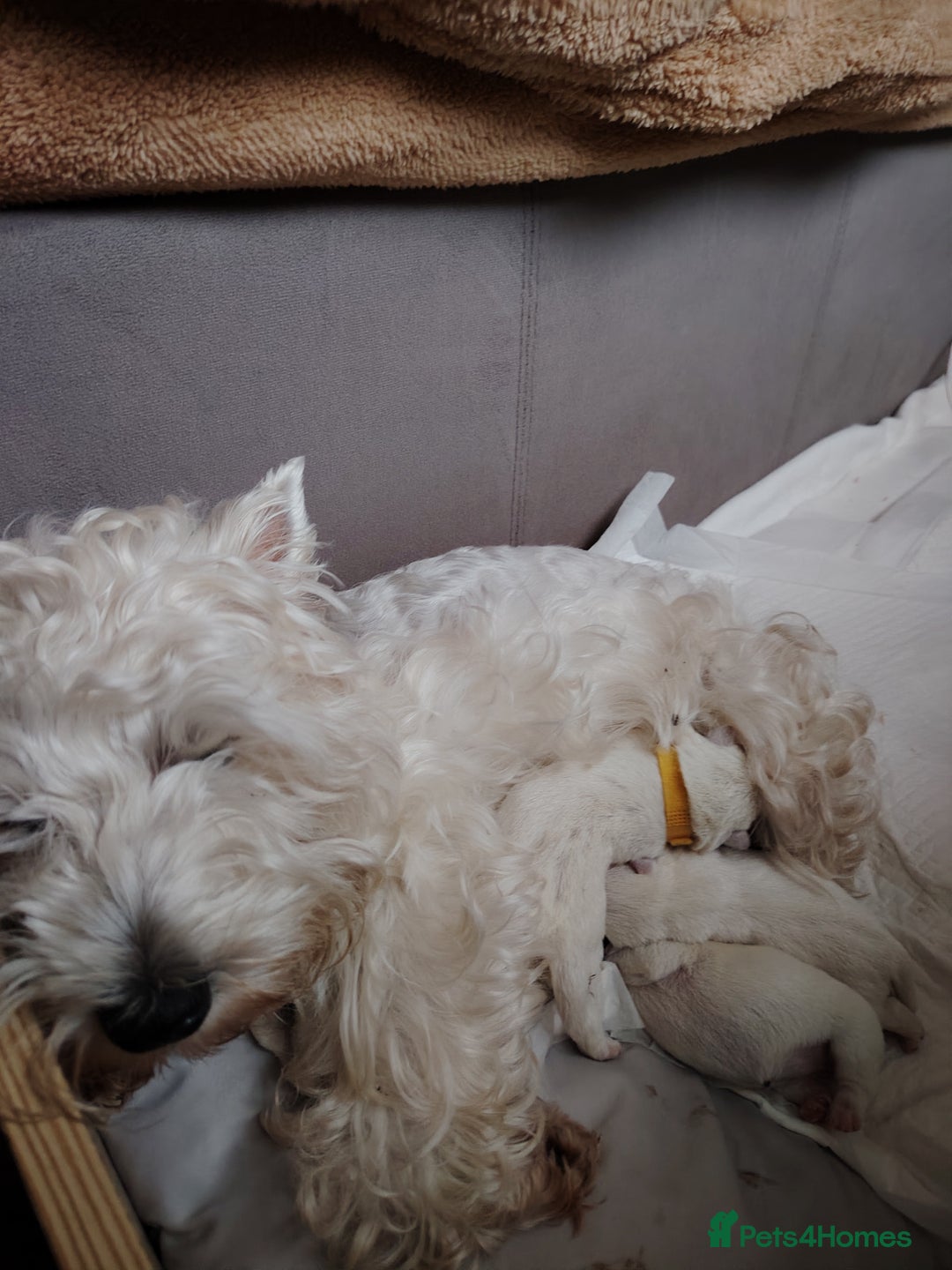 West Highland Terrier dogs for sale: West highland terrier puppies pedigree kc reg - Advert 4