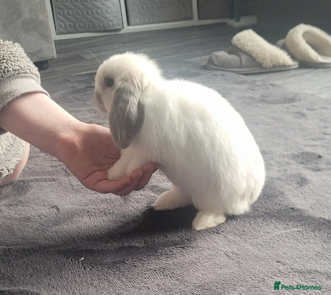 Mini Lop rabbits for sale: 2 mini lop rabbits, beautiful and friendlyly in Coalville - Advert 4