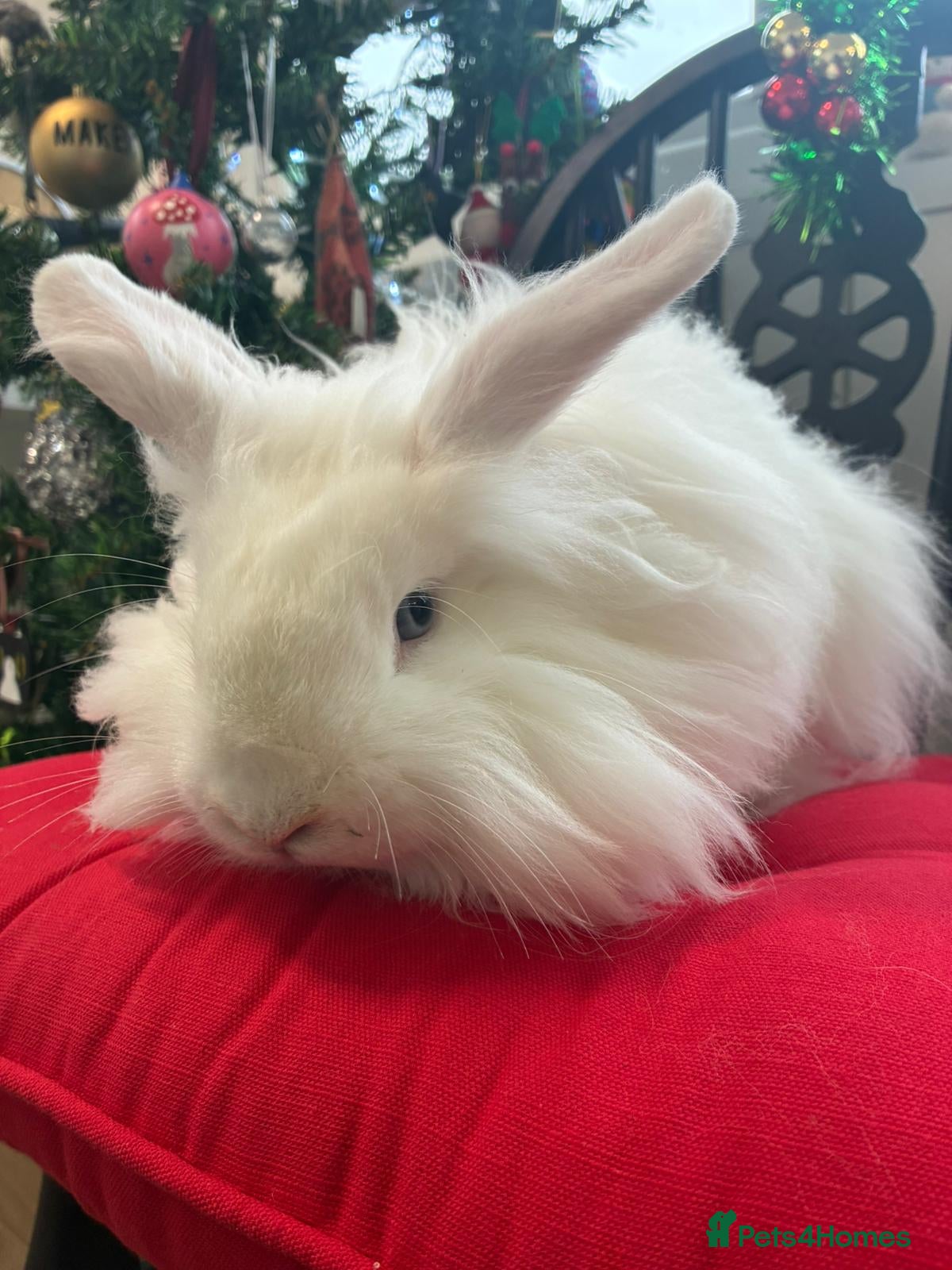 Angora rabbits Teddy widder male for sale  - Advert 3