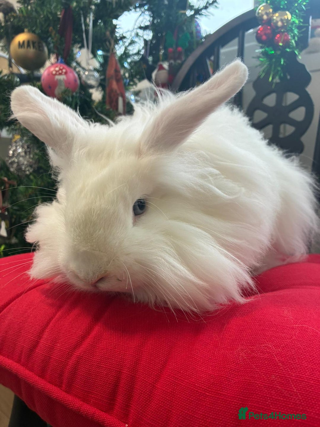 Angora rabbits for sale: Teddy widder male for sale  - Advert 1