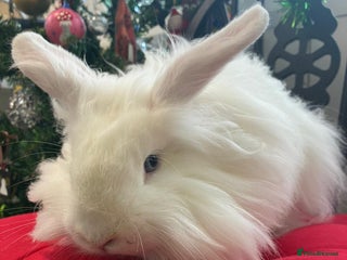 Angora rabbits Teddy widder male for sale - Advert 1