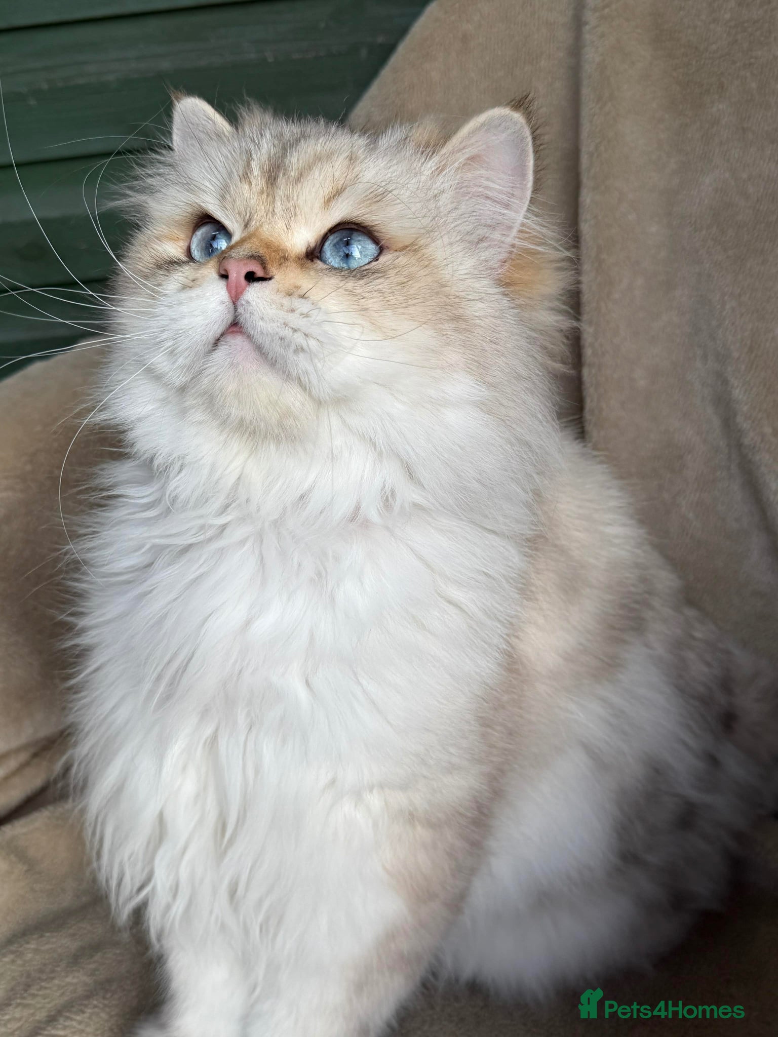 British Shorthair cats for sale: Beautiful BSH Silver shaded TICA kittens - Advert 7