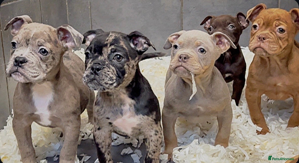 Olde English Bulldogge dogs 23 years Professionals 5⭐️Rated Licensed.  - Advert 1