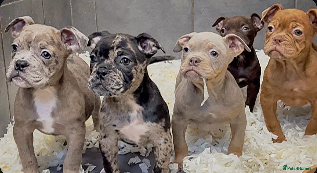 Olde English Bulldogge dogs for sale: 23 years Professionals 5⭐️Rated Licensed.  - Advert 3