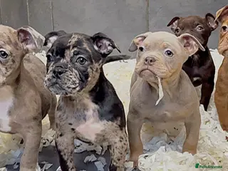 Olde English Bulldogge dogs 23 years Professionals 5⭐️Rated Licensed. - Advert 1