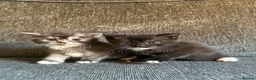 Scottish Fold cats for sale: Beautiful Scottish Fold Mix Kittens 2 Girls 1 boy in Wallington - Advert 25
