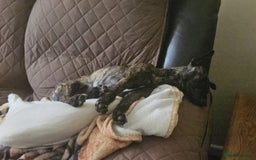 Mixed Breed dogs for sale: Poppy, Whippet x Lakeland terrier. Beautiful! - Image 13