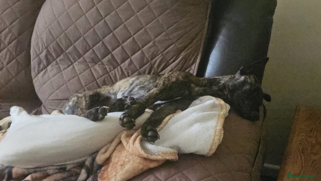 Mixed Breed dogs for sale: Poppy, Whippet x Lakeland terrier. Beautiful! - Image 13