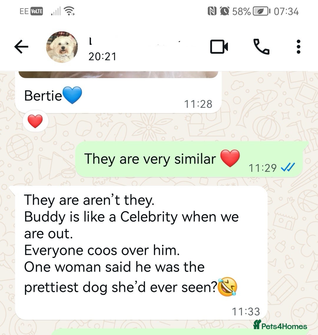 Maltipoo dogs for sale: DNA health tested maltipoo puppies  - Advert 16