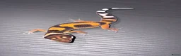 Leopard Gecko reptiles for sale: Tangerine Leopard Geckos  in Rochester - Advert 5