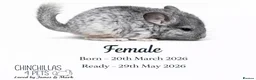 Chinchilla rodents for sale: Chinchilla Kits For Sale  - Advert 6