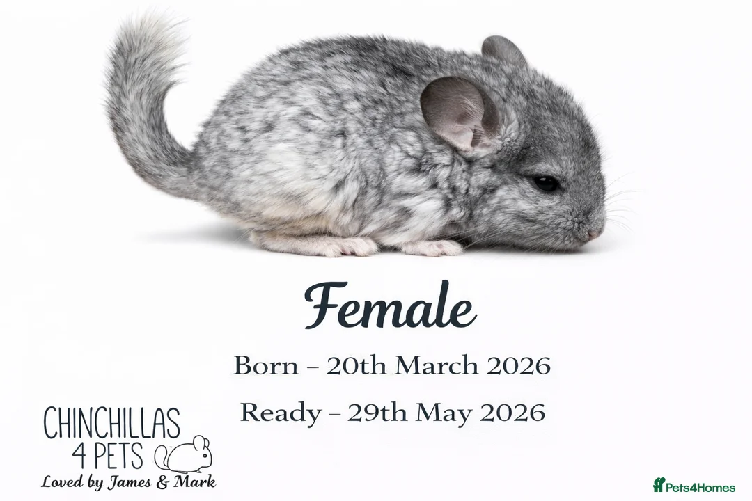 Chinchilla rodents for sale: Chinchilla Kits For Sale  - Advert 6